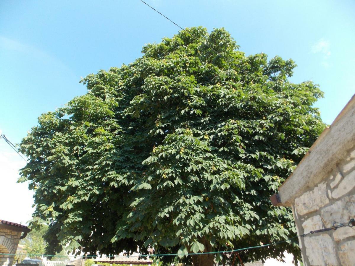 Apartment Duerose Buje Dış mekan fotoğraf